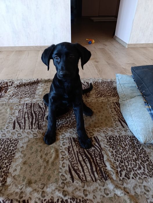 Метис курцхара і вівчарки 3 місяці