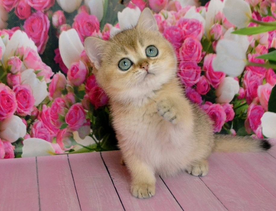 Гарний яскравий золотий шиншила