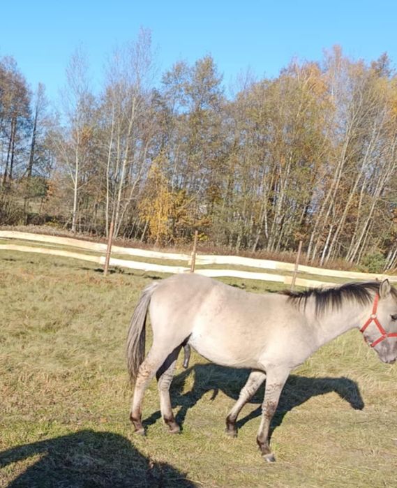 Konik polski ogierek