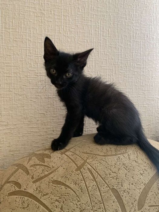 Кошенята від сфінксів. 2 хлопчика