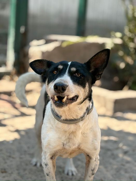 Cadela para adocao (pipoca)