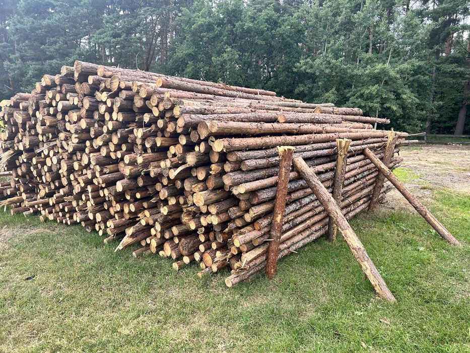 Drewno opałowe sosnowe