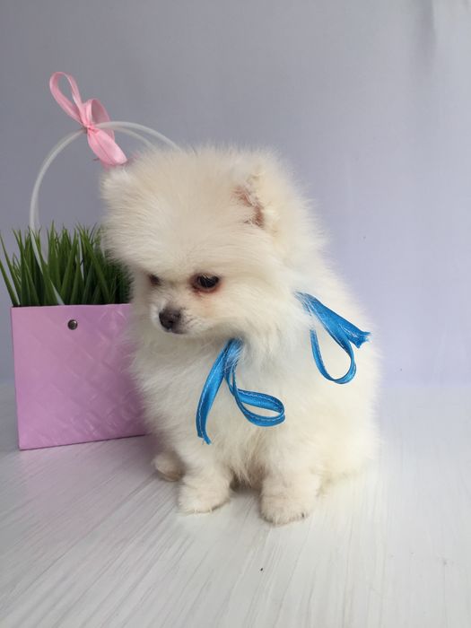 Прекрасні  Шпіци VIP  Хлопчик та Дівчинка