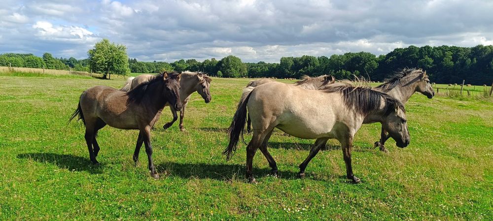 Konik polski - klacz