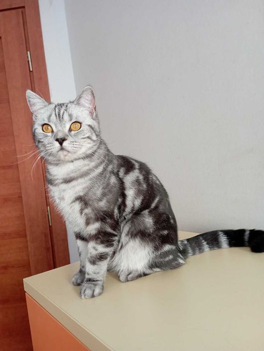 Шотоандець прямовухий стирилізований картка клуба родовіД WCF