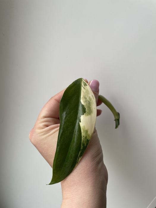 Філодендрон also