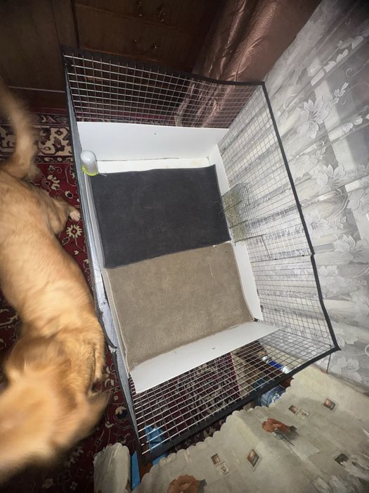 Вольер для морской свинки