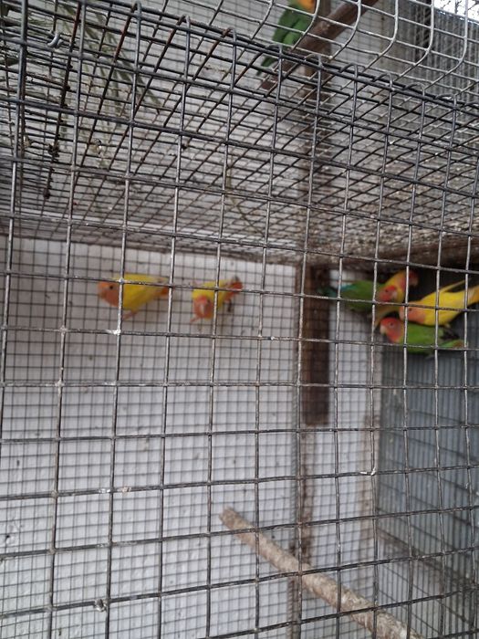 Roseicollis  para cedência