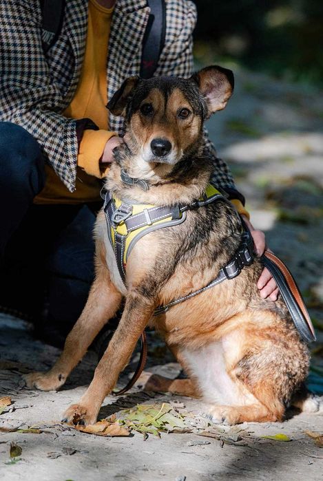 Молода красива собака добра хазяйка своєї території. Активна енергійна