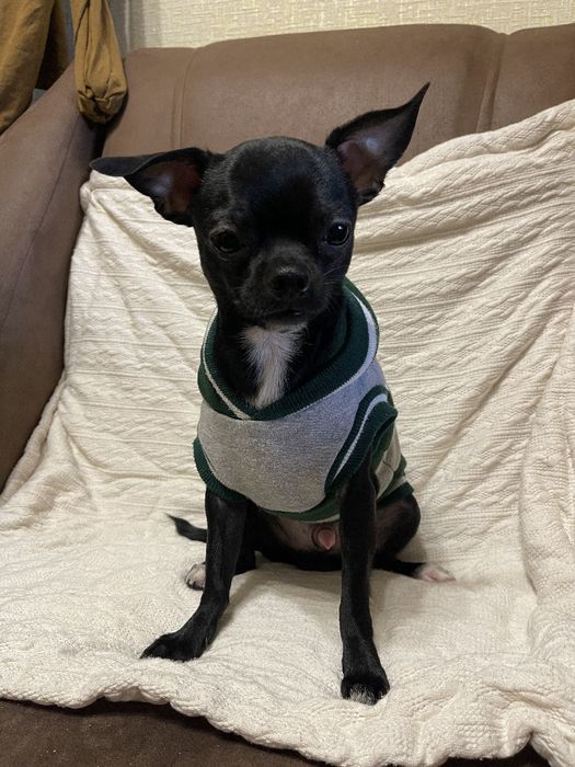 Продам чіхуахуа міні 1рік маленький