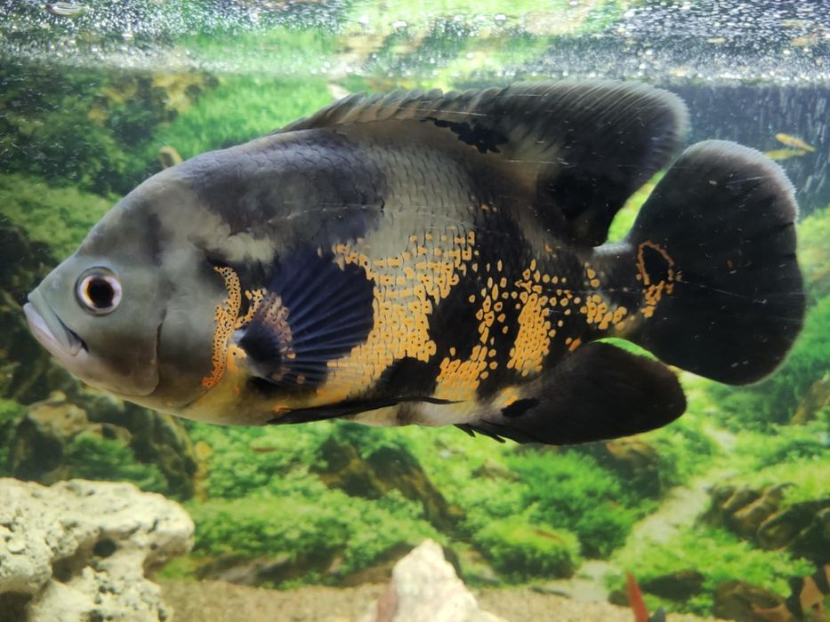 Pielęgnica pawiooka