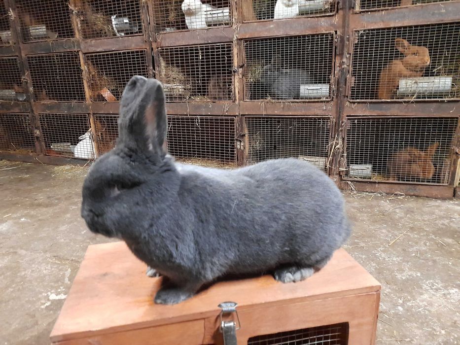 Wiedeński Niebieskie samiec samica