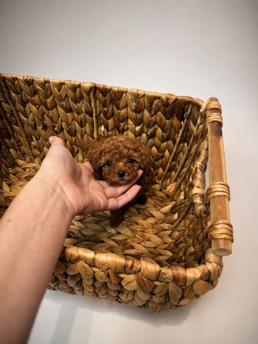 Toy pudel Teacup