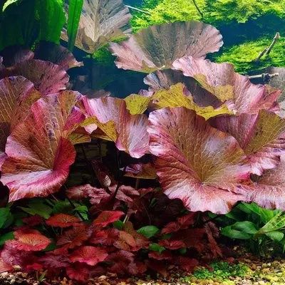 Lotos tygrysi czerwony