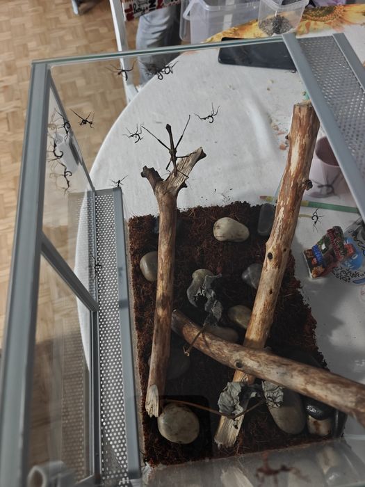 Straszyk australijski (larwy L1, jajka gratis)