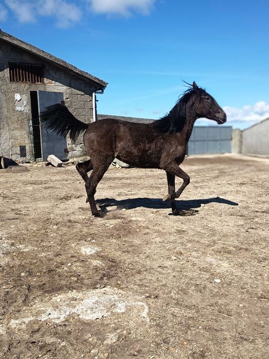 Poldros lusitanos letra U
