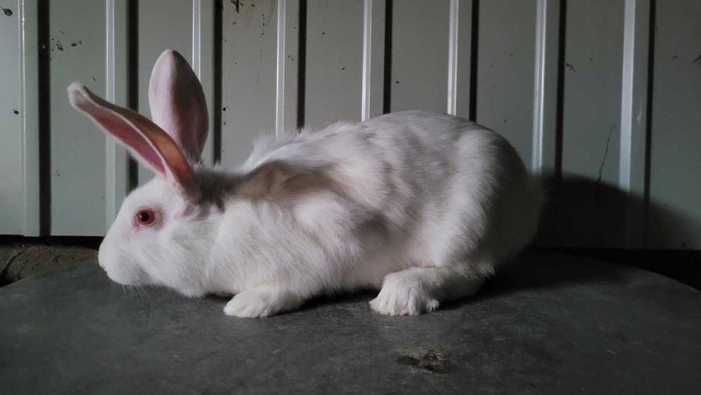 Продам кролі білий панон