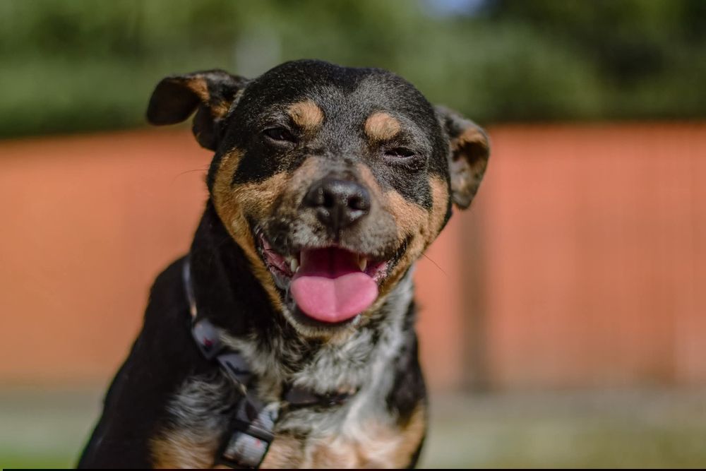 Dracula z nadzieją czeka na dom