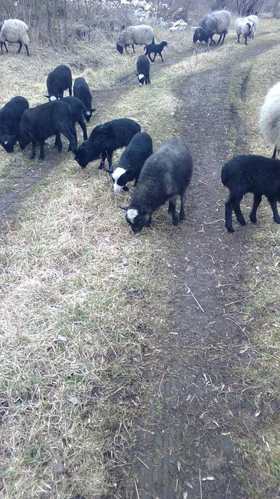 Продам ягнят романовська порода