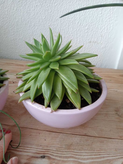 Planta natural, suculenta