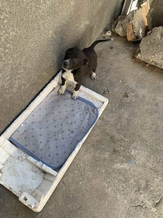 Собачка безкоштовно