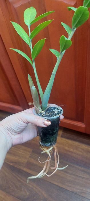 Зміокулькас зензі і звичайний,кактус тригулярис,опунція великоросла.