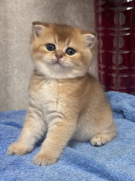 Чистокровні золоті шиншили чекають на люблячих батьків