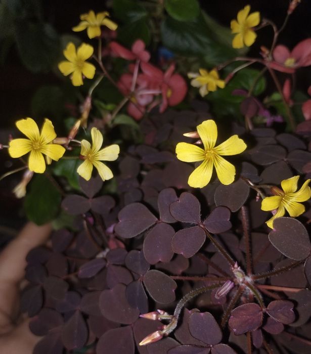 Оксалис (кислица) съедобный Oxalis vulcanicola "Plum crazy"," Zinfan