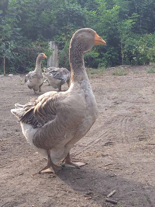 Гуси породы серая украинская четыре штуки