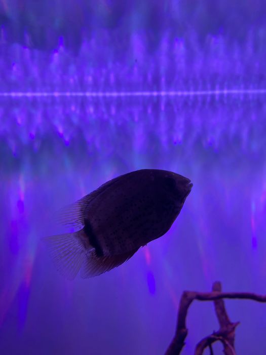 Vendo 2 Heros Severum na ordem dos 7/8 cm