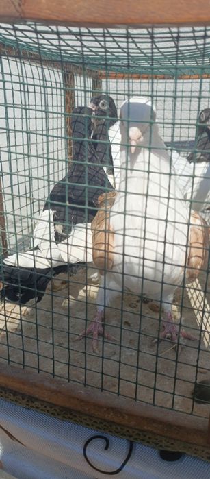 Golębie ladne ozdobne