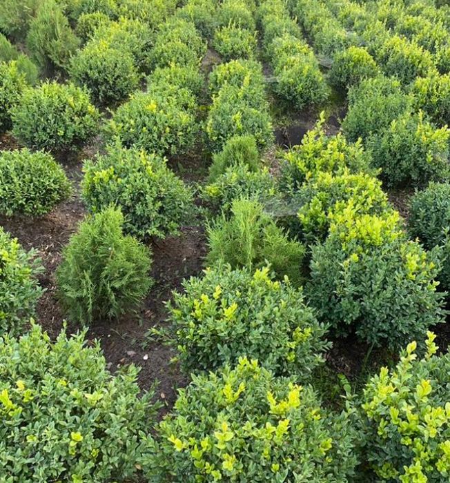 Самшит кулястий 30-40 см | вічнозелений декоративний кущ | Buxus