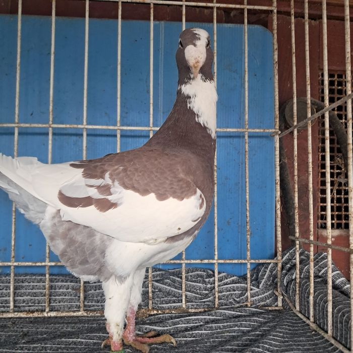 Niemiecki wystawowy możliwy transport