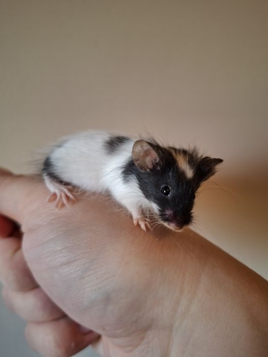 Myszka do hodowli