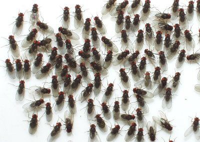 Muszki owocówki. Drosophila hydei. Karmówka.