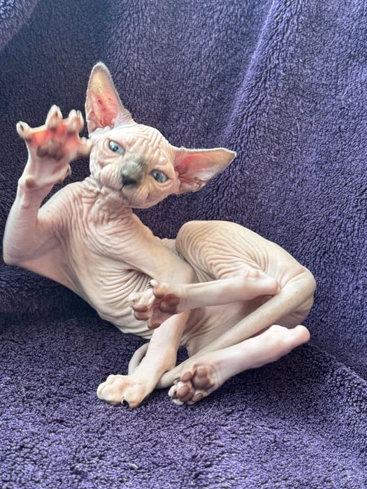 Сфінкс кошеня хлопчик