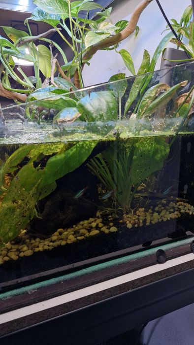 Aquario Completo