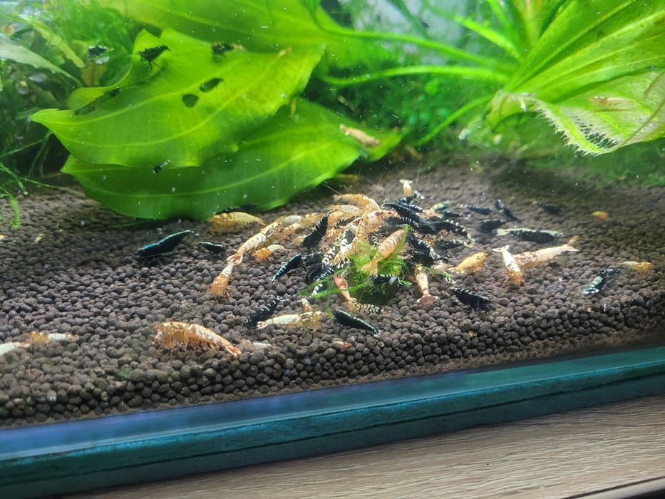 Krewetki MIX Galaxy !  Cena Promocyjna !