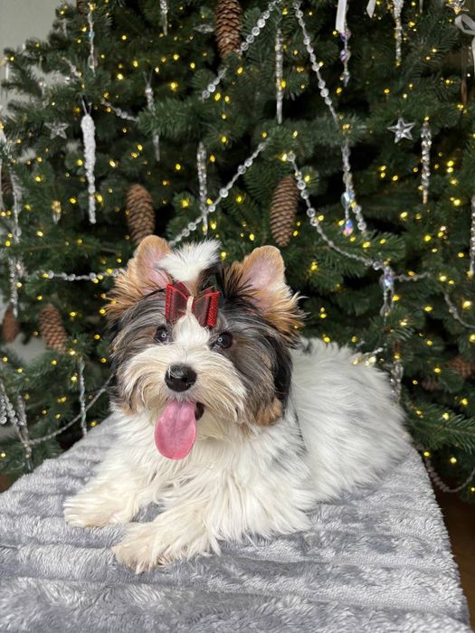 Бивер -йорк . Девочка . Харьков