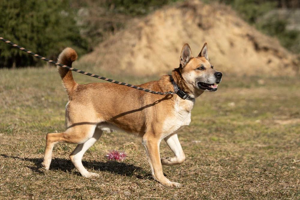 husky mix   Nit szuka domu -schronisko Zgierz -aktualne