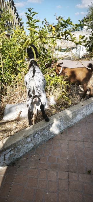 Cabras Anãs machos  com 6  meses . Muito meigos . Valor é dos 2