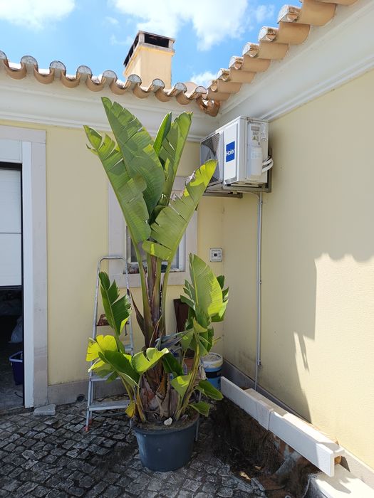 Estrelicia gigante com mais de 2 metros de altura