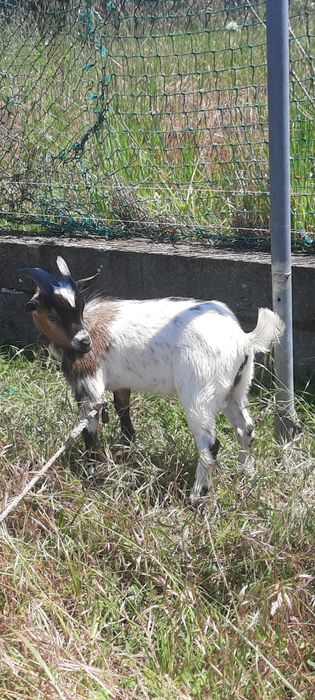 Cabrito macho anao