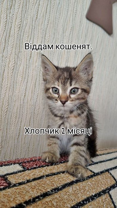 віддам кошенят а добрі руки