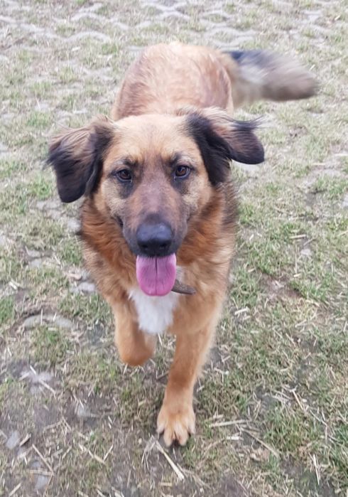 Sunia do Adopcji