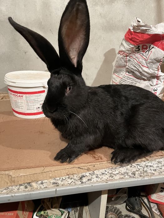 Кролики Самці та самки