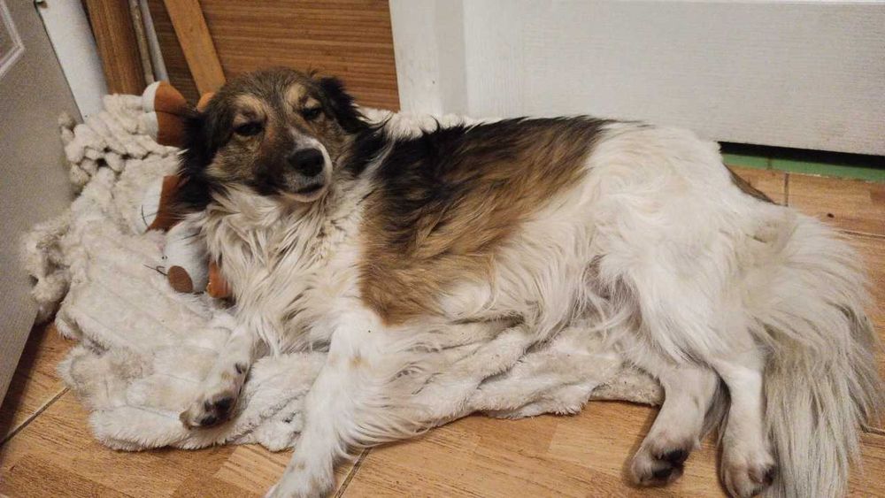 В добрі руки собачка для подвір'я, квартири , кастрована