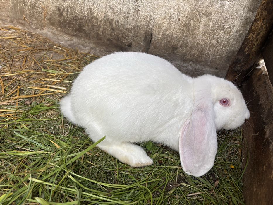 króliki baran francuski