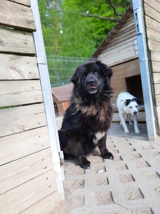 Baks szuka domu, pies