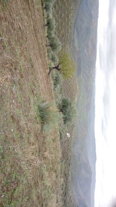 Terreno 15000m2 (1,5h)